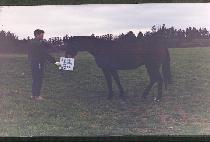 ���ֿ� (CHILJUWANG) ����