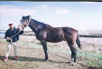 ���ǵ��� (RAPIDONA) ����