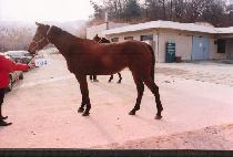 ���ǽ�Ʈ (SOPHIST) ����