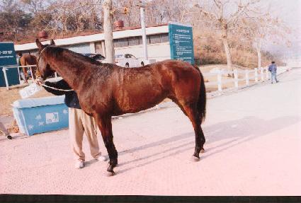 ���Ƹ� ����