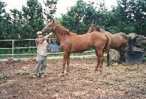 �������� (SAEBYEOK JILJU) ����