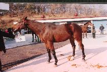 �������� (MAGUNJISANG) ����