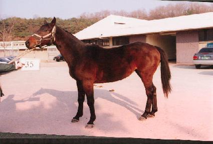 �¸����� ����