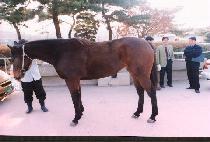 ���������� (BULGEUN DOKSURI) ����