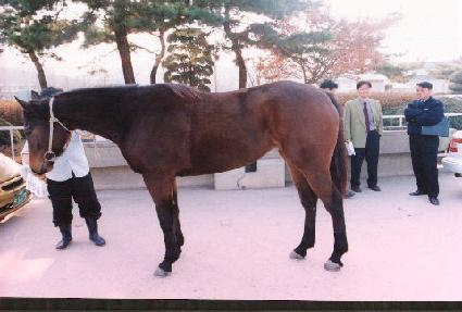 ���������� ����