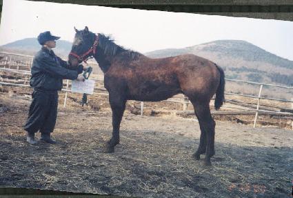 �����屺 ����