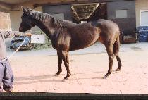 ��õ�� (SINCHEONYONG) ����