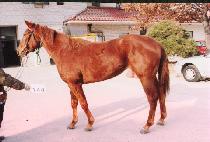 �Ŀ����� (POWER SHINE) ����