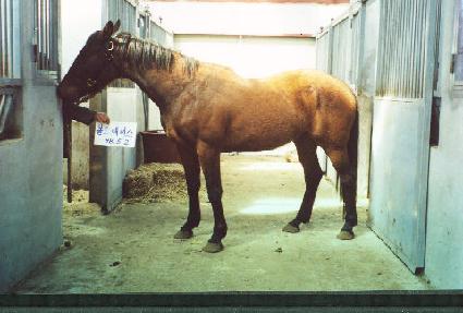 �ƹ�Ÿ ����