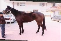 ������Ƽ (SERENGETI) ����