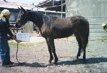 ĥ���� (CH��ILBOSAN) ����