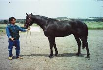 ��Ӹ� (YONGMEORI) ����