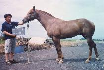 ���߻� (YEOKBALSAN) ����