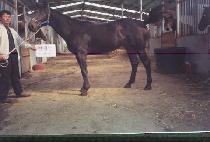 ������ (HAEKJILJU) ����