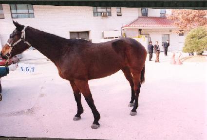 ��ȭ ����