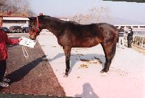 ���� (GOLD MAN) ����