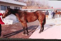 �����̽�Ÿ (JEEI STAR) ����