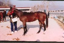 ������ĪĪ (KWAEJINACHINGCHING) ����