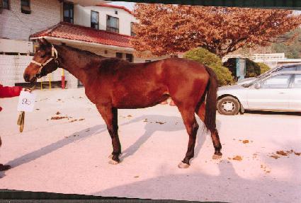 ����ȣ�� ����