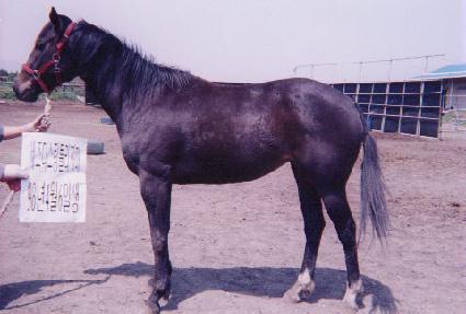 ������ ����