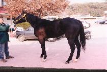 �ϻ��� (WANSANJU) ����