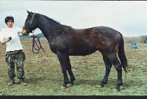 �Ĺ߱� (P��ABALGUN) ����