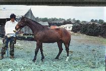 ��õ���� (KWACH��EON SEUNGJA) ����