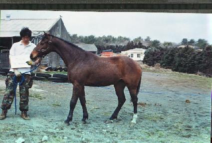 ��õ���� ����