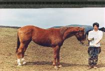 ¯�� (TCHANG-A) ����