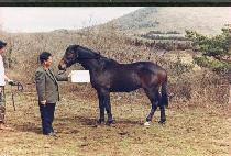 �鿬�� (PAEGYEONSEUNG) ����