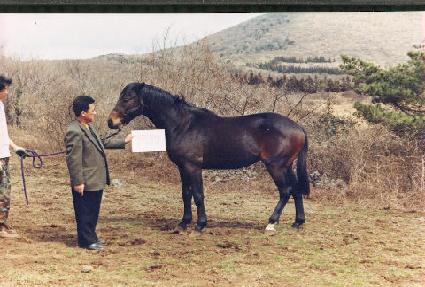 �鿬�� ����