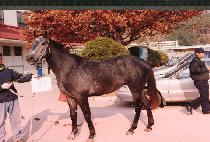 ģ���� (CHIN-GUYA) ����