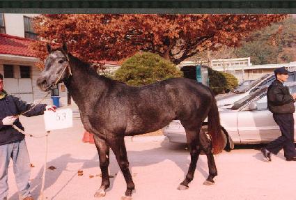 ģ���� ����