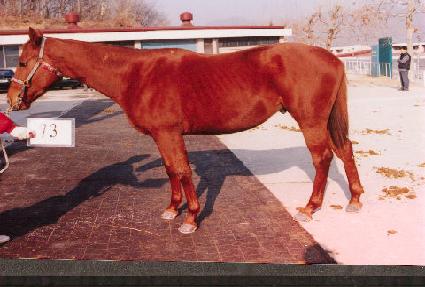 ����ָ� ����