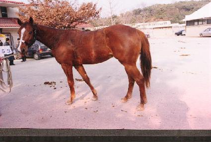 ����Ƽ ����