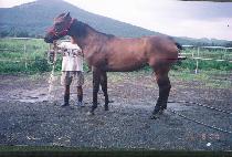 ������ (SSIKSSIGI) ����