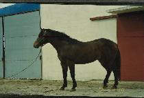 ���ڽ� (SEUNGJASEUNG) ����