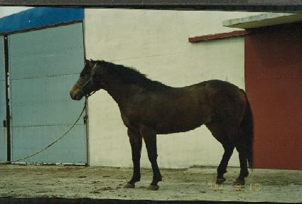 ���ڽ� ����