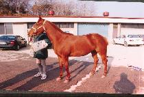 ���½� (DAEDAE SEUNGSEUNG) ����