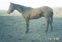 Ǫ���� (P��UREUNBIT) ����