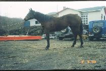 ��Ÿ�� (CHANGT��AJA) ����