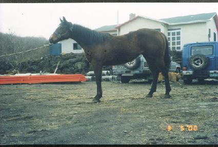 ��Ÿ�� ����