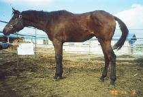 ���� (BITSAN) ����