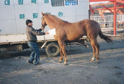 ���ĸ�Ÿ���� ����