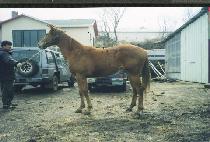 ���׵��� (WINNING DONA) ����