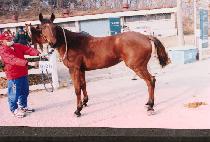 ������ (PPAREUMI) ����