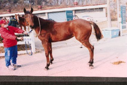 ������ ����