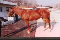 ��û (JACHEONG) ����