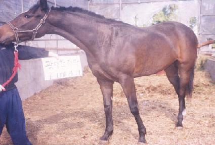 ��� ����