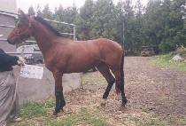 �ڿ�ǳ (CHAYEONP��UNG) ����